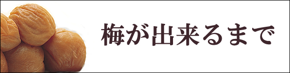 梅干し,梅,青梅,梅肉エキス,紀州南高梅干通販の専門店 - 深見梅店 - 梅が出来るまで